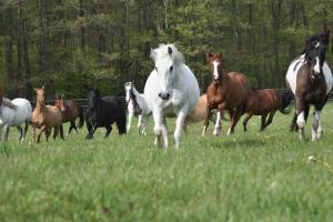 Fotografie z fotogalerie ubytování Goldnebel v destinaci Oranienburg