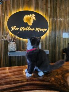 Eine schwarz-weiße Katze sitzt auf einem Tisch in der Unterkunft The Mellow Mango in Ko Lanta