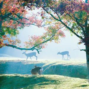 Άλλα ζώα σε αυτό το ξενοδοχείο ή στη γύρω περιοχή