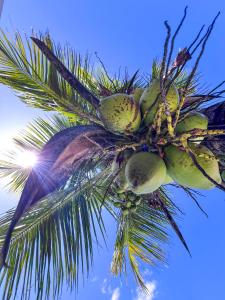 una palmera con muchos cocos en Casa Com Piscina - Mongaguá - Disponível Feriado Carnaval, en Mongaguá