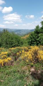 a field full of yellow flowers on a hill at Maison-containers en Nord-Ardèche in Saint-Félicien