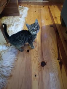 Fotografie z fotogalerie ubytování Dedin Konak v destinaci Mokra Gora