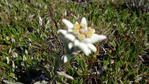 Fotografie z fotogalerie ubytování Saflischgarten v destinaci Grengiols