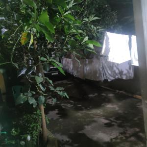 阿尔巴门奇Arba Minch hiber Guest house的房间里有一棵树，窗户上挂着纱窗。