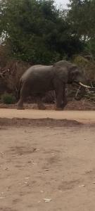 an elephant standing on the side of a dirt road at Malombo Selous Forest Camp in Kwangwazi +4 photos