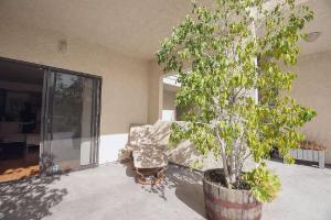 ロサンゼルスにあるModern 2 Bedroom Condo near Abbot Kinneyのソファのあるリビングルームに置かれた鉢植えの木