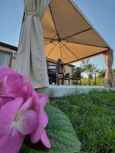een roze bloem die in het gras naast een paraplu zit bij Lucky Houseee in Grigoleti