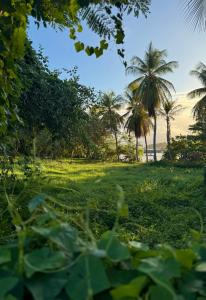 Résidence Oncle Sam في لو جوسيير: حقل من العشب مع أشجار النخيل في الخلفية