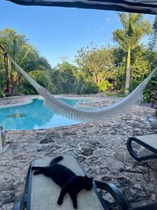 a black cat laying on a hammock near a pool at Cabañas HUNAB KU 21 in Hocabá +24 photos