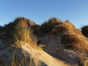 ein Haufen Gras auf einem Sandhügel in der Unterkunft 8 person holiday home in Ringkøbing in Ringkøbing
