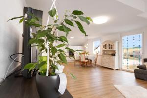 a plant sitting on a table in a living room at kleine Auszeit in Albbruck