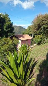 a green plant in front of a house at Sonho na Serra Chalé 2 in Gonçalves