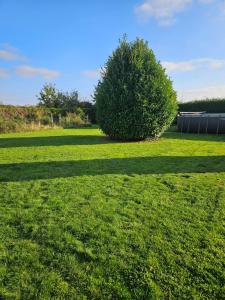 un campo verde con un árbol en el medio. en Le clos de Valletot, en Valletot