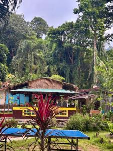 un bus jaune garé devant un bâtiment dans l'établissement Grand Tree, à Ko Chang