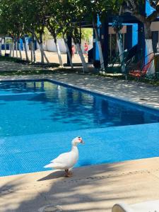 a white bird standing next to a swimming pool at Hotel Canto Del Mar in Playa Azul