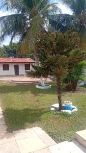 a palm tree in a yard next to a house at Casa para temporada pertinho do mar in São José de Ribamar