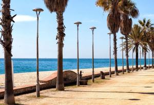 a row of palm trees on the beach at Petit Loft in Canet de Mar