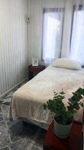a bedroom with a bed and a plant on a table at Casa centro de Villarrica in Villarrica +2 photos