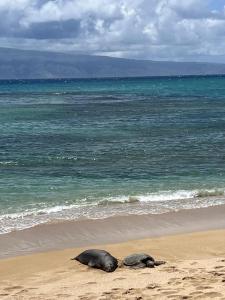 Naturlandskabet i nærheden af lejligheden
