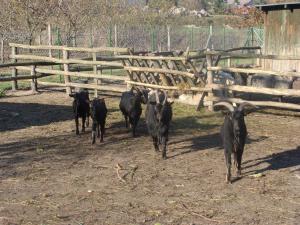 Zvieratá na farme alebo blízkom okolí