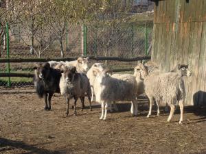Zvieratá na farme alebo blízkom okolí