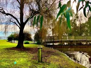 a tree in a park with a bench next to a pond at Lake Colac Holiday Park in Colac