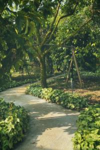 a path in a park with trees and leaves at Homestay Vườn Trái Cây Nhiệt Đới VÔ ƯU GARDEN in Bao Loc +71 photos