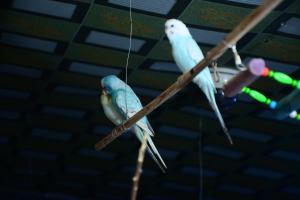 Ảnh trong thư viện ảnh của Kabul Blue Star Guest House Number 2 ở Kabul