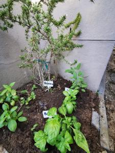 a garden with a small tree and green plants at Palms Manor on Kingswood Golf Estate in George