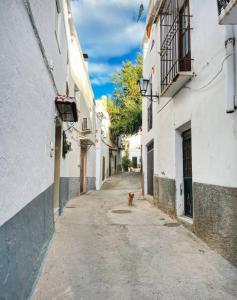 a dog walking down a street in an alley at Casa Alfurán in Alfornón