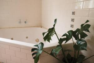 ein Badezimmer mit einer Pflanze neben einer Badewanne in der Unterkunft Dennis Cottage Clare Valley in Auburn + 44 Fotos
