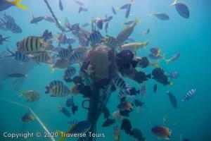 a person in the water with a group of fish at Mari Mari Sepanggar Lodge in Kota Kinabalu +35 photos