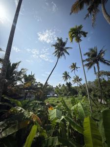 un grupo de palmeras y un campo de hierba en Varghese staycation, en Ernakulam