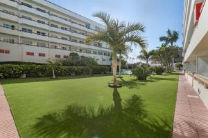 a palm tree in the middle of a lawn in front of a building at Kellys' Apartment Las Camelias in San Bartolomé de Tirajana