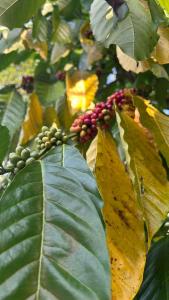 a bunch of green leaves on a tree at Sree Surya in Kallar Vattiyar