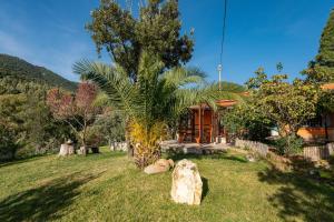 un palmier dans la cour d'une maison dans l'établissement Villa Sureu, à Solanas