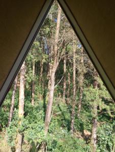 努沃勒埃利耶Best night的从窗口可欣赏到森林景色