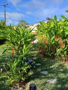 un jardin avec des plantes et des fleurs dans une cour dans l'établissement Charmant Bungalow Petit-Canal Le Moule Piscine Terrasse Jardin, à Petit-Canal 4 autres photos