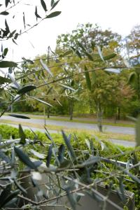 a group of birds perched on the branches of a plant at Modernes 2-Zimmer Apartment mit Balkon in Münster