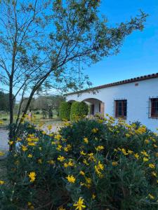 ein Feld gelber Blumen vor einem Gebäude in der Unterkunft Casa Bali Costa Brava in Llofríu