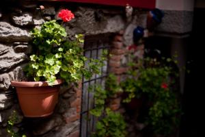 A garden outside B&B Il Pettirosso