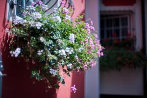 A garden outside B&B Il Pettirosso