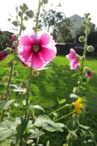 a group of pink flowers growing in a yard at Reitz in Fritzlar +15 photos