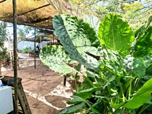 Zahrada ubytování Sadhana on the beach