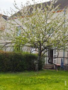 a tree in a yard in front of a house at La Ptite Fabrique chez Malot in Montceau-les-Mines