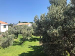 Blick auf einen Hof mit Bäumen und Gras in der Unterkunft Casa del Sole in SantʼAndrea Apostolo dello Ionio