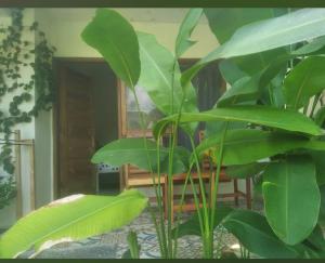 a large green plant in a room with a table at Najwahomestay in Lombok International Airport