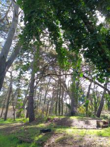 eine Gruppe von Bäumen auf einem Feld mit Gras in der Unterkunft Munay in Villa Gesell