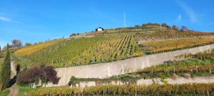 Imagem da galeria de Gästehaus zum Schlossberg em Vogtsburg