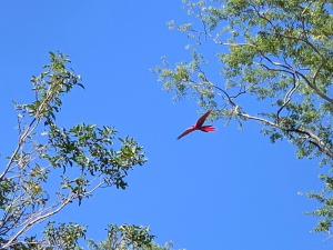 Imagen de la galería de Casa Almendros, a quiet, rustic house surrounded by nature, en Cabuya 16 fotos más